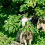 Lammas puunoksien alla.