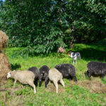 Bordercollie Maggie saattoi lammaskatraan turvallisesti kesälaitumelle.