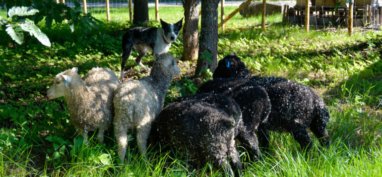 Kuusi pientä lammasta saapuivat 10.7. kaupunginpuutarhan taimistoalueen laitumelle.
