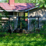 Lampaat Rauman kaupunginpuutarhan taimistoalueella.