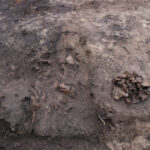 Raatihuoneen pihan tunkiokuopasta kaivettiin runsain määrin eläinluita, kuten naudan kallojen palasia. Kuva: Maija Helamaa / Muuritutkimus Oy.