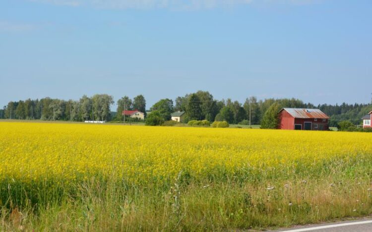 Rauman maaseutumaisemaa, keltainen pelto etualalla.