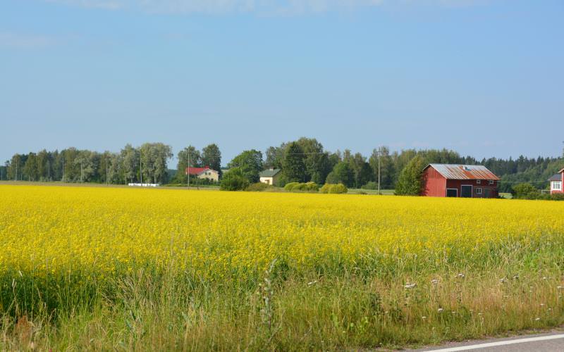 Countryside landscape of Rauma, yellow field in the foreground.