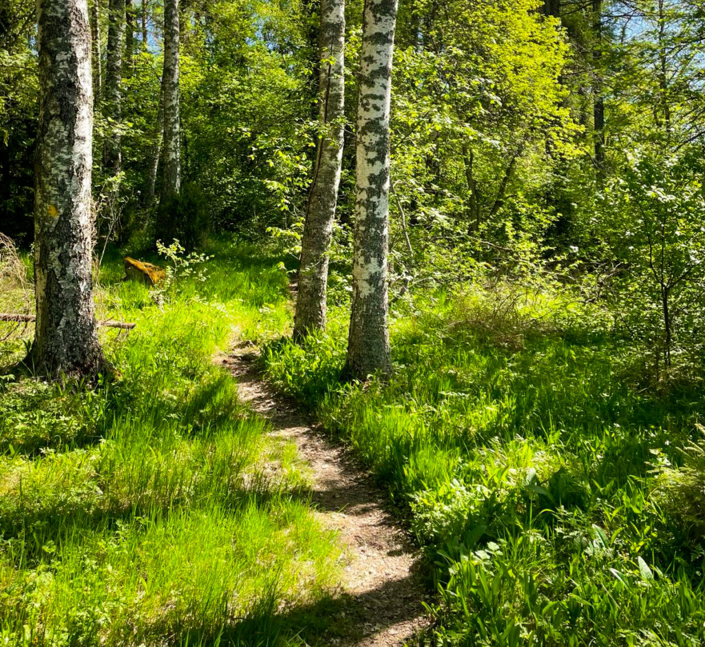 Path in the Omenapuumaa.
