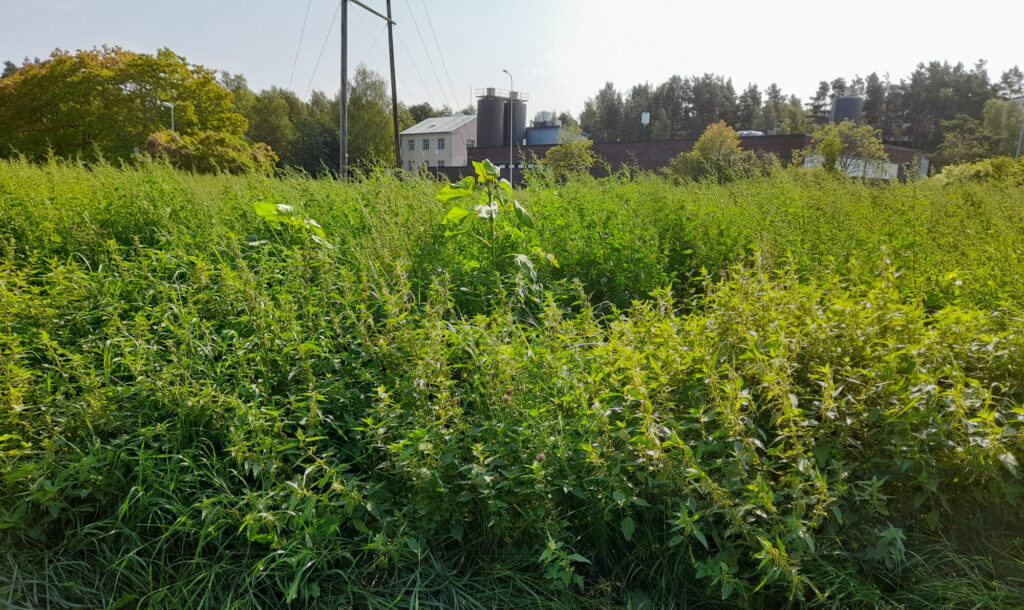 Kaupunginpuutarhan entisen taimistoalueen maisemapelto.