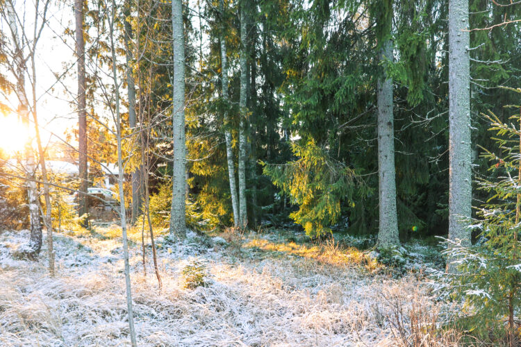 Pohjoiskehän varrella olevaa metsäaluetta.