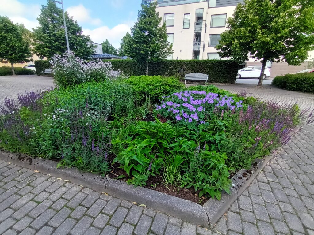 Kuvassa kukkaistutus, jossa on erilaisia kasveja.