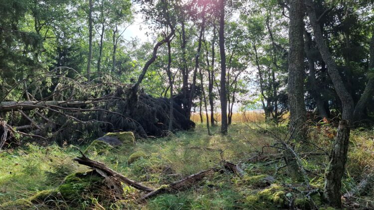 Kuvassa metsämaisemaa.