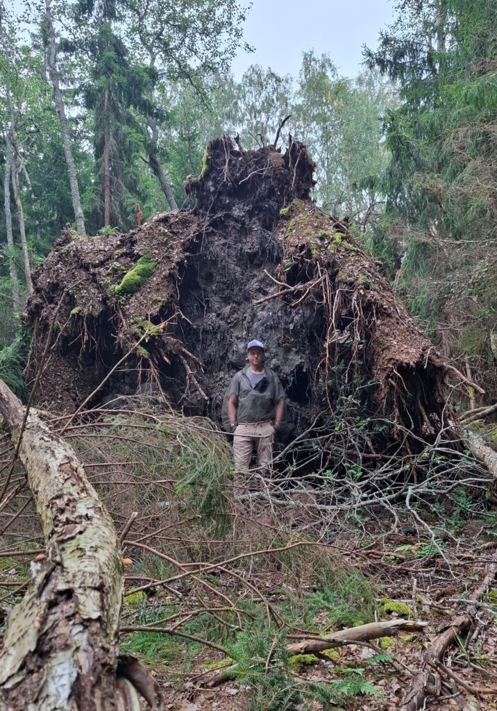 Kuvassa Joakim Sjöroos seisomassa kaatuneen puun edessä.