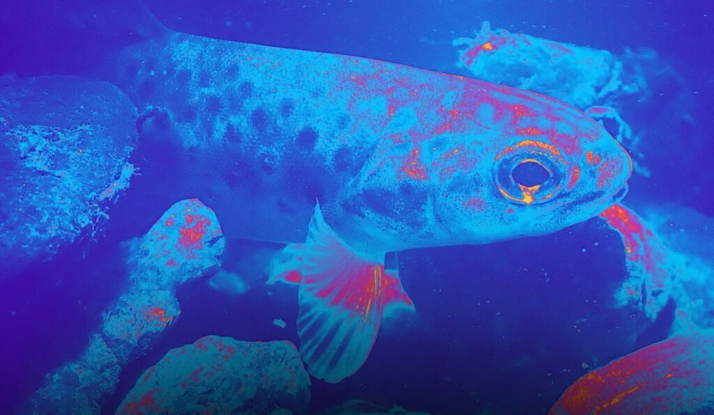 Kala uiskentelemassa vedessä.