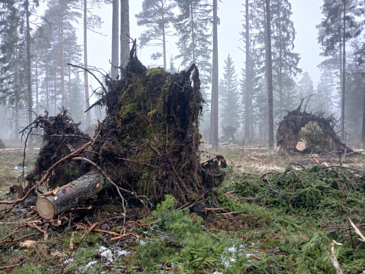 Puun juurakoita pystyssä metsässä.