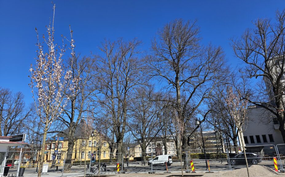 Keskuspuistoon istutettiin koristekirsikkapuita.