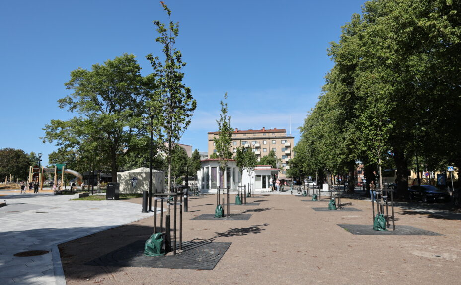Photo of cherry trees in Central Park, with the café building visible in the background.